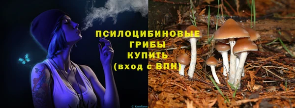 прущие грибы Няндома